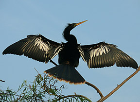 Biodiversidade Fauna